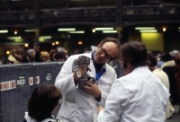 Picture of silver tabby cat at a show