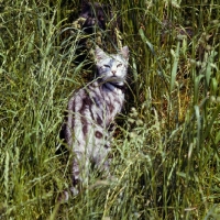 Picture of silver tabby cat in long grass