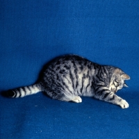 Picture of silver tabby cat in studio pawing