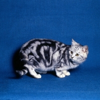 Picture of silver tabby cat in studio