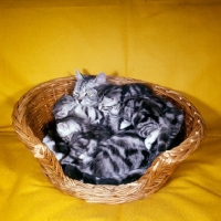 Picture of silver tabby cat with her litter of kittens in a basket