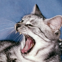 Picture of silver tabby cat yawning