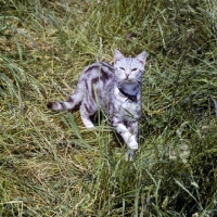 Picture of silver tabby cat 