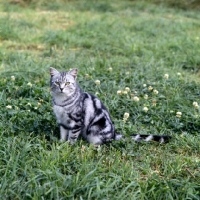 Picture of silver tabby cat 