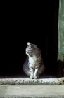 Picture of silver tabby feral x cat on a doorstep