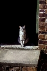 Picture of silver tabby feral x cat on doorstep