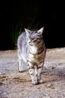 Picture of silver tabby feral x cat 