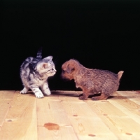 Picture of silver tabby kitten and norfolk terrier puppy meeting