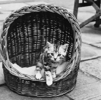 Picture of silver tabby kitten climbing out of a basket