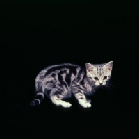 Picture of silver tabby kitten crouching