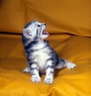 Picture of silver tabby kitten crying