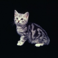 Picture of silver tabby kitten looking innocent