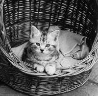 Picture of silver tabby kitten looking out of a basket