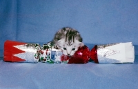 Picture of silver tabby kitten looking over a Christmas cracker
