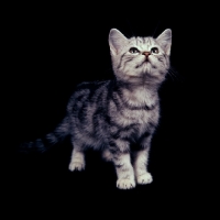 Picture of silver tabby kitten looking up