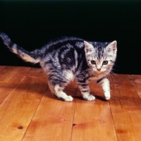 Picture of silver tabby kitten on wood floor