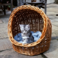 Picture of silver tabby kitten sitting in a basket