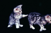 Picture of silver tabby kitten striking out at another