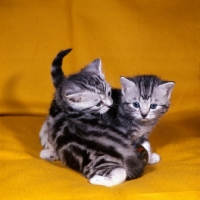 Picture of silver tabby kittens