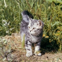 Picture of silver tabby kitten