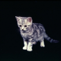 Picture of silver tabby kitten