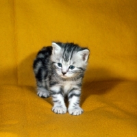 Picture of silver tabby kitten