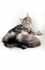 Picture of silver tabby Maine Coon lying down