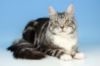 Picture of silver tabby maine coon, lying