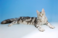 Picture of silver tabby maine coon, lying