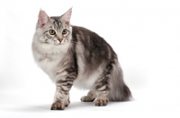 Picture of silver tabby Maine Coon, on white background