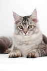 Picture of silver tabby Maine Coon, portrait