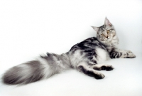 Picture of silver tabby Maine Coon resting