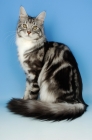 Picture of silver tabby maine coon, sitting