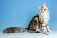 Picture of silver tabby maine coon, sitting on blue background
