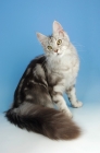 Picture of silver tabby maine coon, sitting