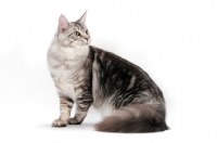 Picture of silver tabby Maine Coon, sitting on white background