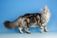 Picture of silver tabby maine coon, standing
