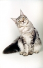 Picture of silver tabby maine coon