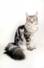 Picture of silver tabby Maine Coon