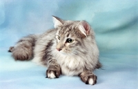 Picture of silver tabby Norwegian Forest cat, lying down