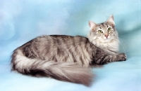 Picture of silver tabby Norwegian Forest cat