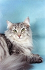 Picture of silver tabby Norwegian Forest cat, lying down