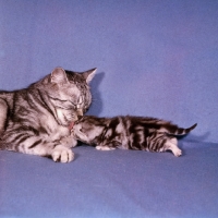 Picture of silver tabby short hair cat washing her kitten