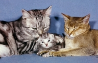 Picture of silver tabby with kitten and abyssinian cat 