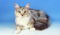 Picture of silver tortie and white, dilute Maince Coon cat