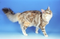 Picture of silver tortie and white, dilute Maince Coon cat