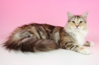 Picture of silver tortie norwegian forest cat