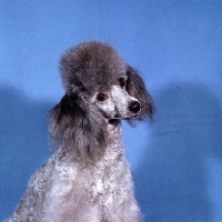 Picture of silver toy poodle, debbie, portrait