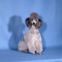 Picture of silver toy poodle in pet clip