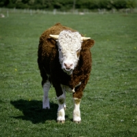 Picture of simmental bull looking at camera